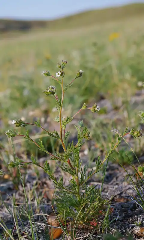 Foto dokumenter Chamaerhodos erecta