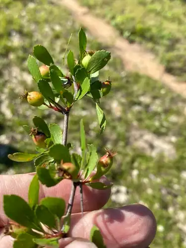 Foto dokumenter Crataegus lacrimata