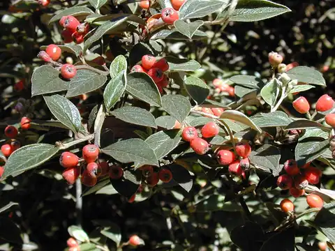 Foto dokumenter Cotoneaster pannosus