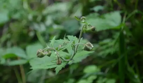 Foto dokumenter Geum geniculatum