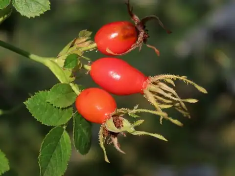 Foto dokumenter Rosa rubiginosa