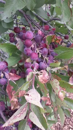 Foto dokumenter Prunus maritima