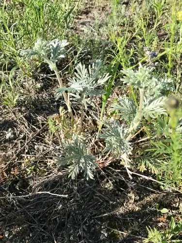 Foto dokumenter Potentilla bipinnatifida