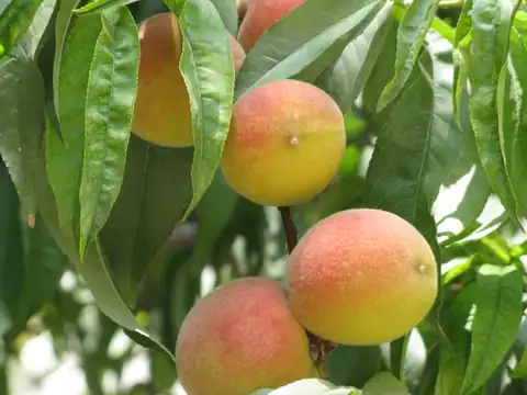 Foto dokumenter Prunus persica