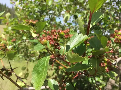 Foto dokumenter Crataegus castlegarensis