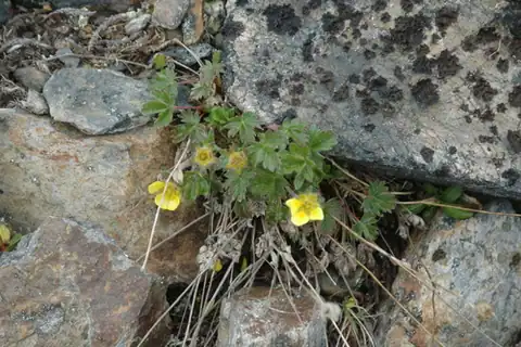 Foto dokumenter Potentilla hyparctica