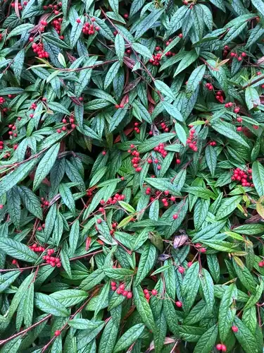 Foto dokumenter Cotoneaster salicifolius
