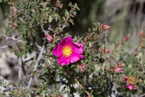 Foto dokumenter Rosa stellata