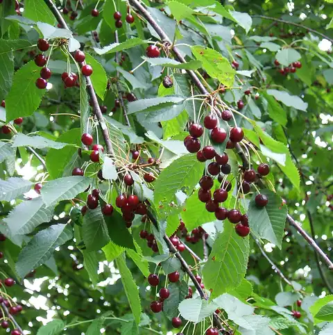 Foto dokumenter Prunus avium