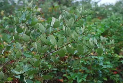 Foto dokumenter Rubus pascuus