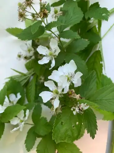 Foto dokumenter Rubus argutus