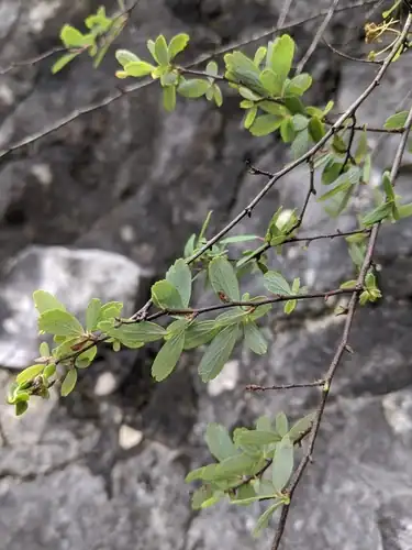 Foto dokumenter Spiraea tarokoensis