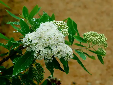 Foto dokumenter Spiraea virginiana