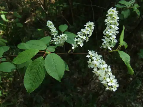 Foto dokumenter Prunus padus