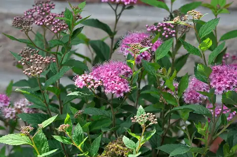 Spiraea japonica kultivar 'Nana'.