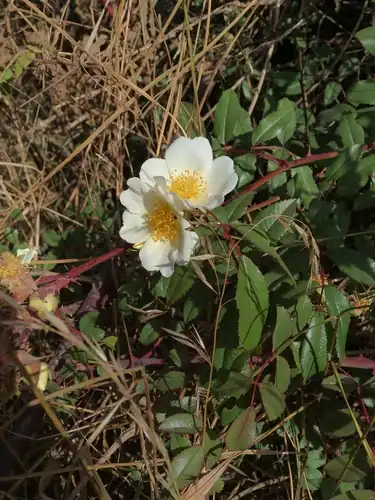 Foto dokumenter Rosa abyssinica