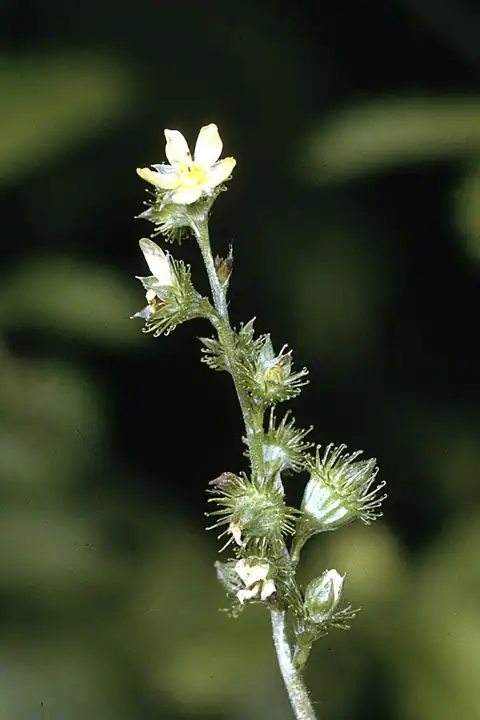 Foto dokumenter Agrimonia gryposepala