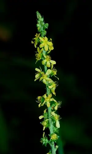 Foto dokumenter Agrimonia parviflora