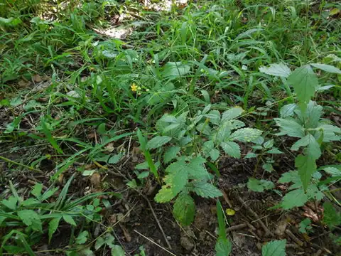 Foto dokumenter Agrimonia pubescens