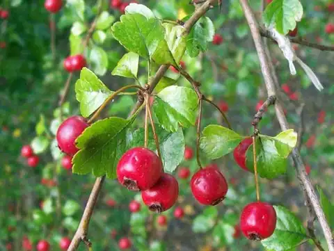 Foto dokumenter Crataegus laevigata