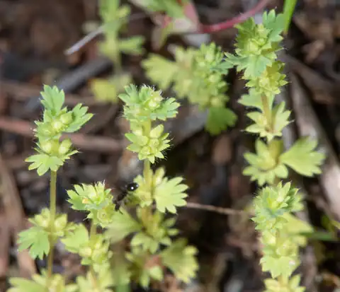 Foto dokumenter Alchemilla occidentalis