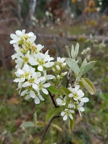 Foto dokumenter Amelanchier stolonifera