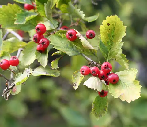 Foto dokumenter Crataegus chrysocarpa