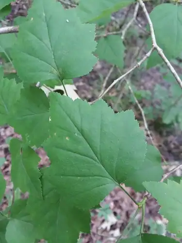 Foto dokumenter Crataegus iracunda