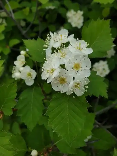 Foto dokumenter Crataegus irrasa
