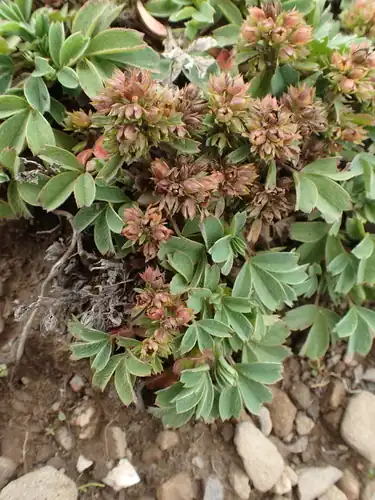Foto dokumenter Sibbaldia cuneata