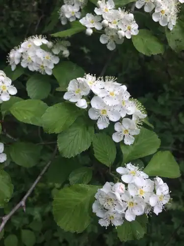 Foto dokumenter Crataegus punctata
