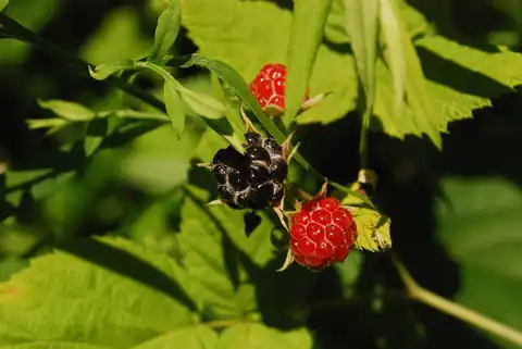 Foto dokumenter Rubus allegheniensis