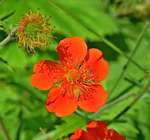 Foto dokumenter Geum coccineum