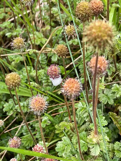Foto dokumenter Acaena anserinifolia