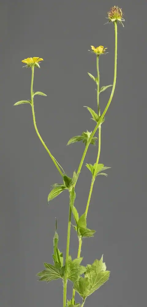 Foto dokumenter Geum urbanum