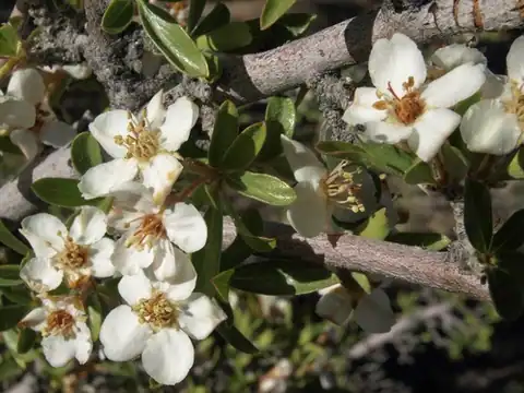 Foto dokumenter Peraphyllum ramosissimum