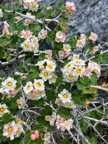 Foto dokumenter Physocarpus alternans