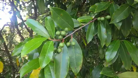 Foto dokumenter Prunus caroliniana