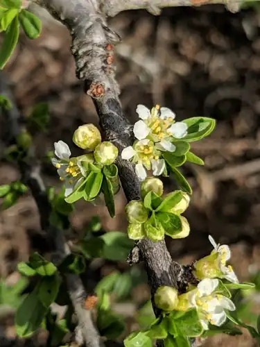 Foto dokumenter Prunus fasciculata