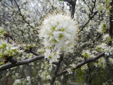 Foto dokumenter Prunus rivularis