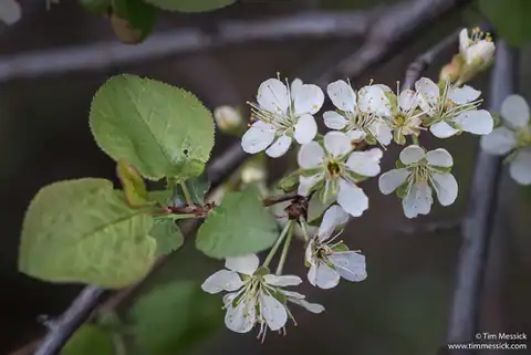 Foto dokumenter Prunus subcordata