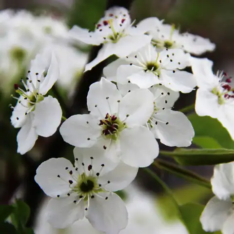 Pyrus calleryana yang dicatat sumber sebagai 'Bradford Pear'.