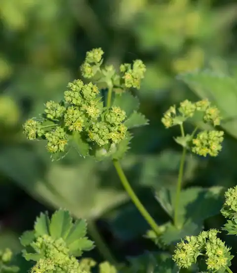 Foto dokumenter Alchemilla monticola