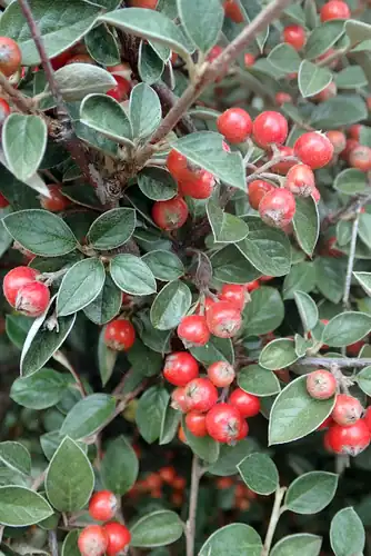 Foto dokumenter Cotoneaster franchetii