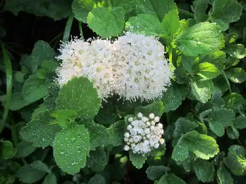 Foto dokumenter Spiraea betulifolia