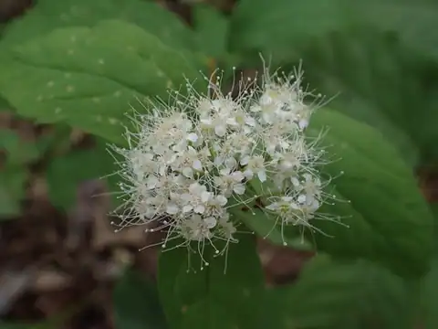 Foto dokumenter Spiraea corymbosa