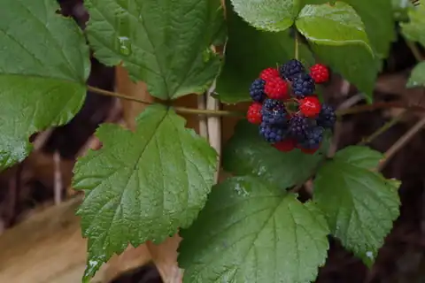 Foto dokumenter Rubus mesogaeus