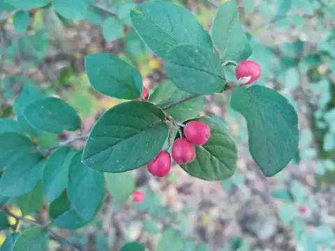 Foto dokumenter Cotoneaster fangianus