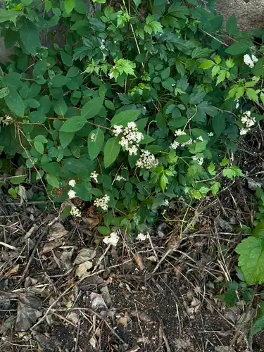 Foto dokumenter Spiraea fritschiana