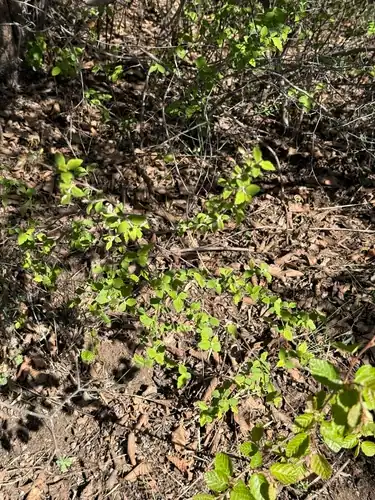 Foto dokumenter Spiraea dasyantha